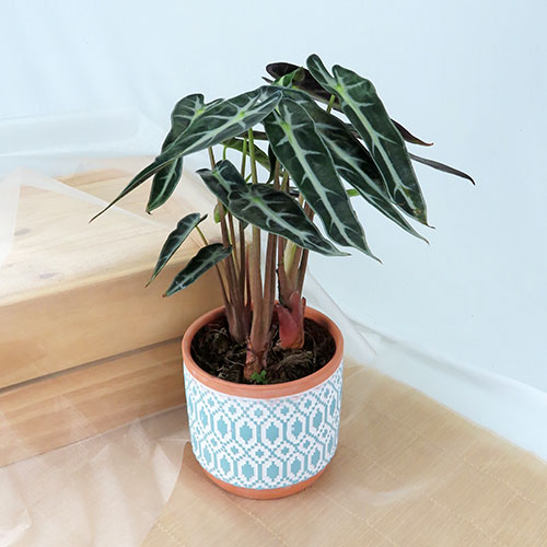 Plants
