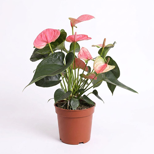 Anthurium (pink)