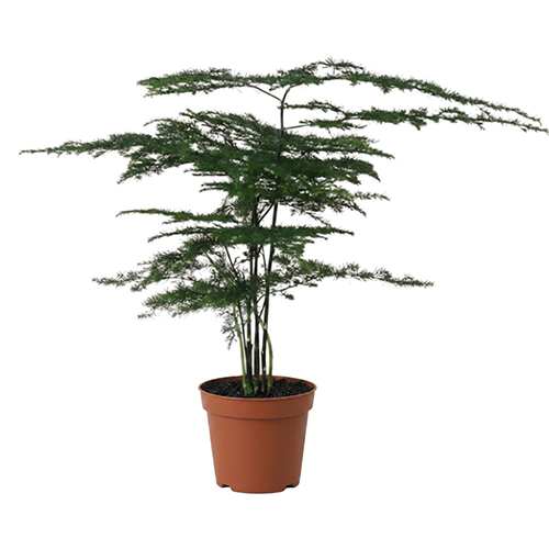 Asparagus Setaceus (Asparagus Fern)