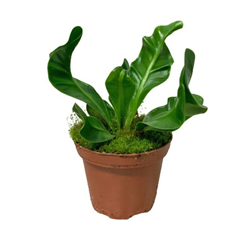 Bird Nest Fern (S)