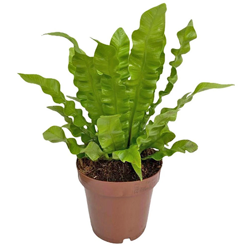 Bird Nest Fern 'Crispy Wave'