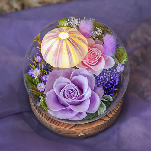 Seashell Preserved Flower Dome with LED