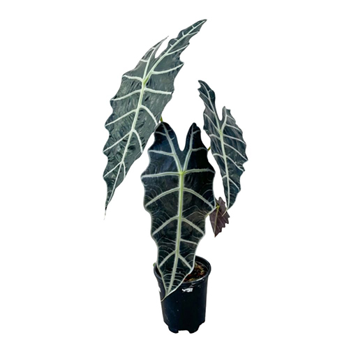 Alocasia Amazonica