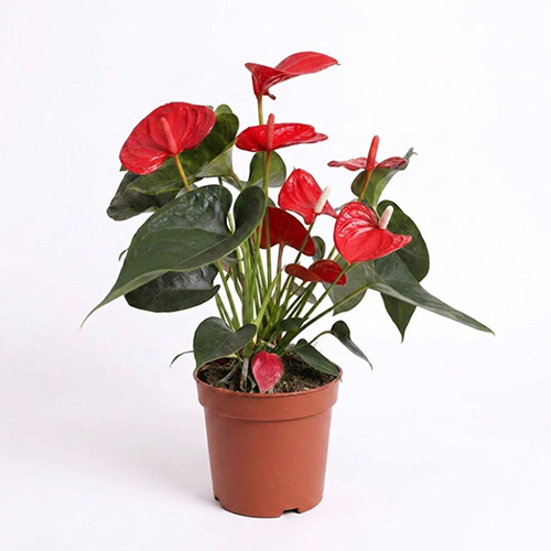 Anthurium (red)