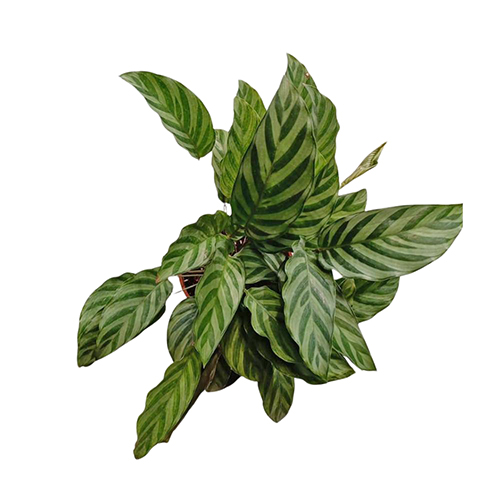 Calathea Concinna