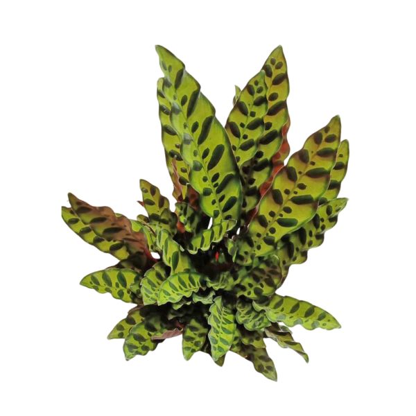Calathea Lancifolia