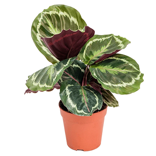 Calathea Medallion
