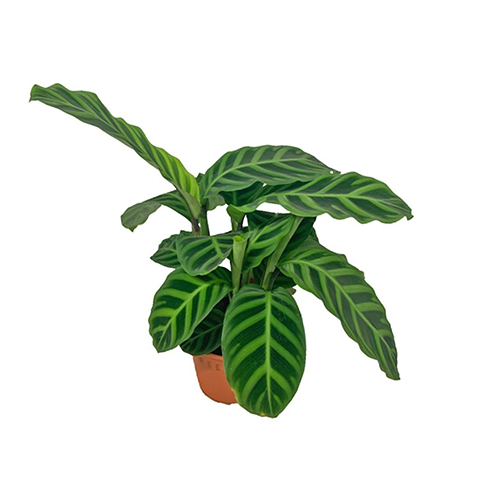 Calathea Zebrina