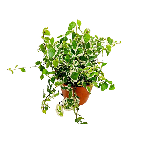 Ficus Pumila