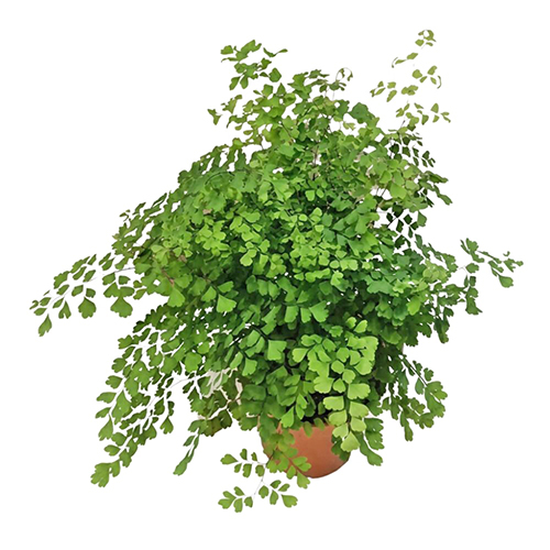 Adiantum (Maiden Hair Fern)