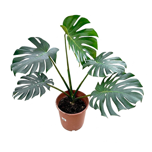 Monstera Deliciosa (XL)