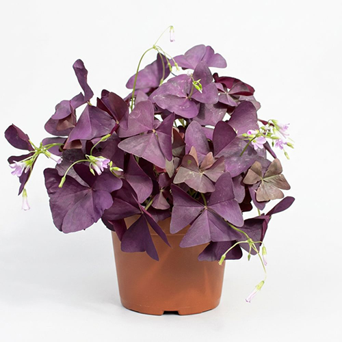 Oxalis (purple shamrock)