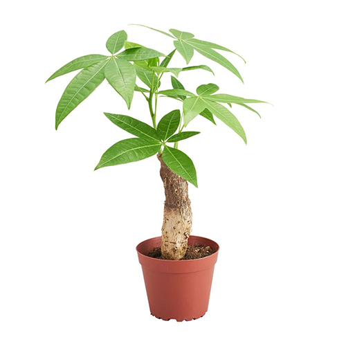 Pachira (single stem)