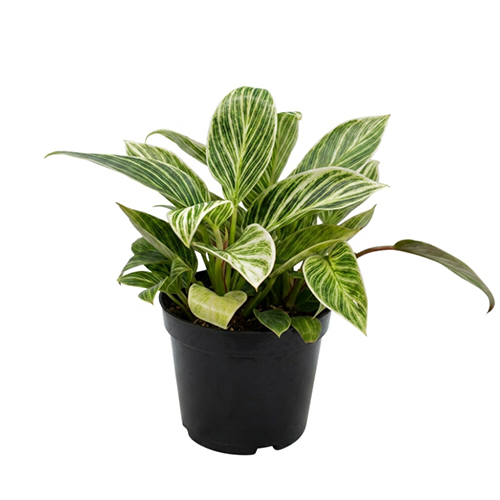 Philodendron Birkin (small)
