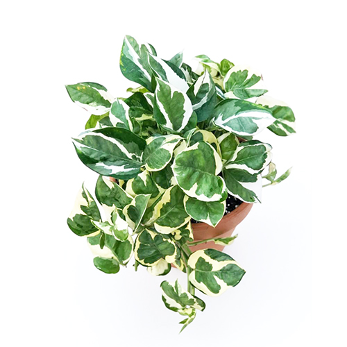 Pothos N'Joy