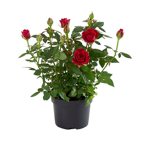 Mini Rose Plant (Various colours)