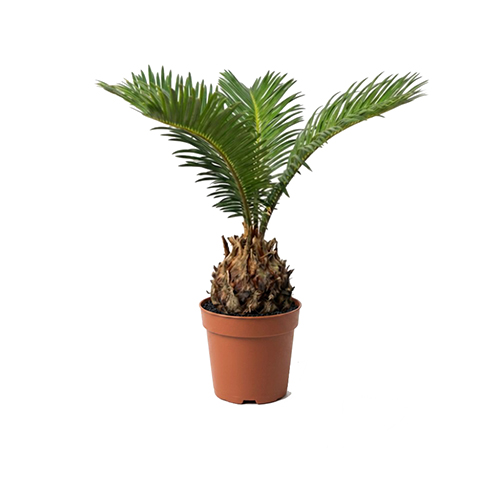 Cycas Palm (Sago Palm)