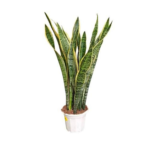 Sansevieria Snake plant (3ft)