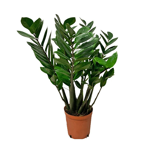 Zamioculcas Zamiifolia (ZZ Plant)