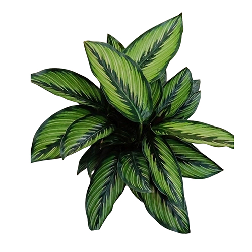 Calathea Beauty Star