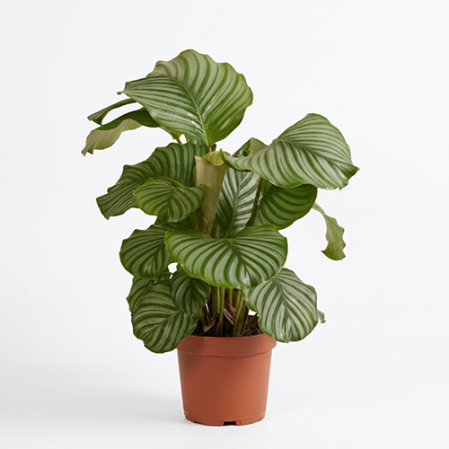 Calathea Orbifolia