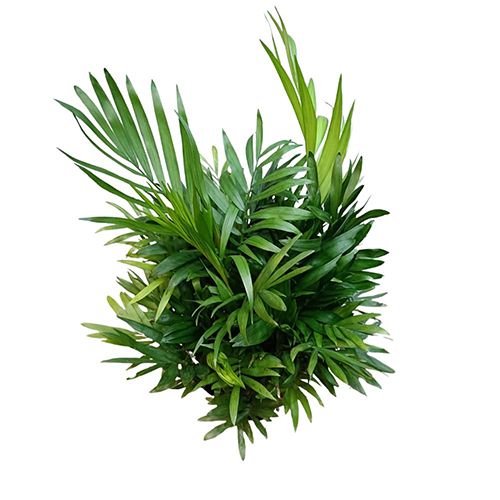 Chamaedorea Elegans (M)