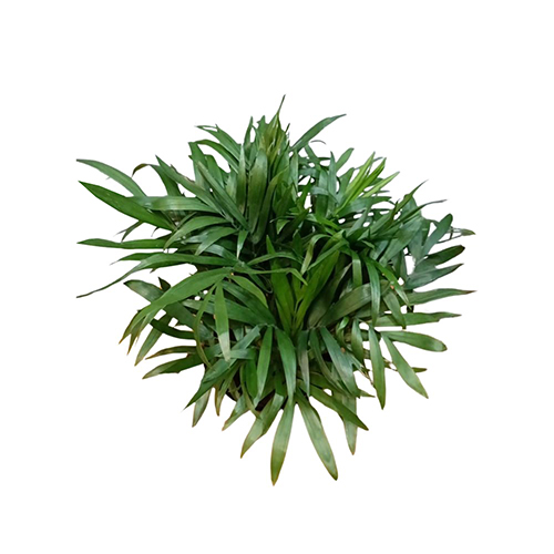 Chamaedorea Elegans (S)