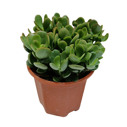 Crassula Ovata (L)