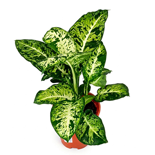 Dieffenbachia 'Cheetah'