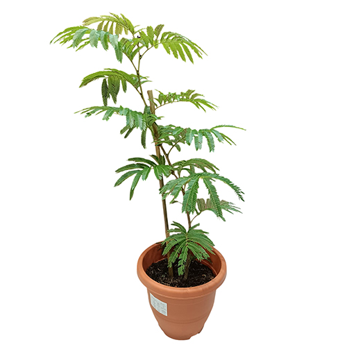 Everfresh Tree