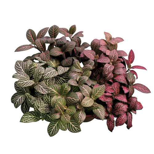 Fittonia