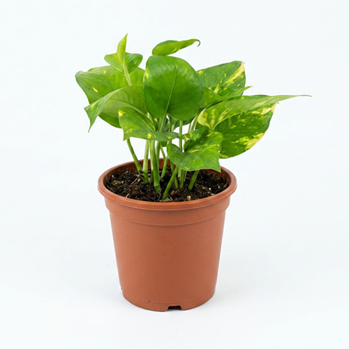 Golden Money Plant