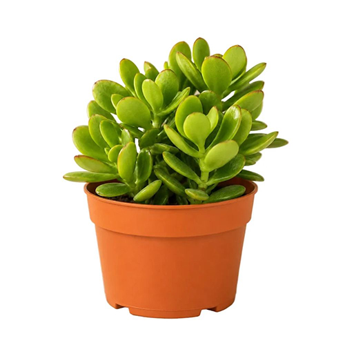 Crassula Ovata (S)