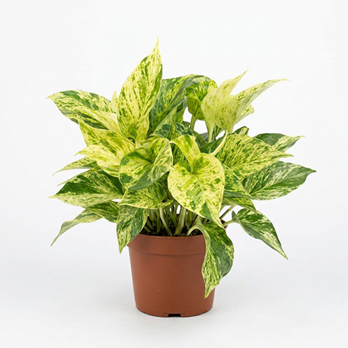 Marble Queen Pothos (Epipremnum Aureum 'Marble Queen')