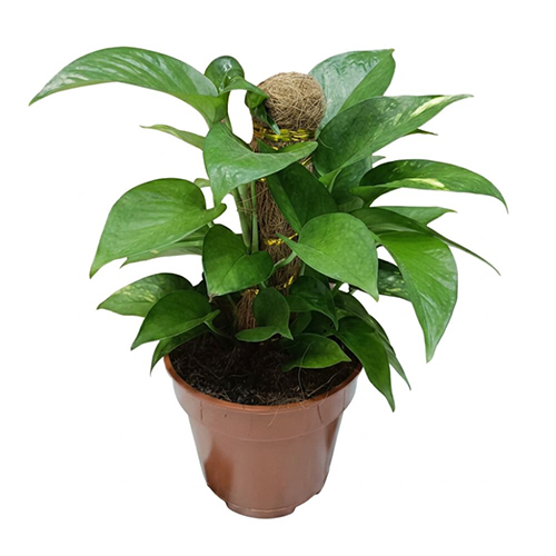 Golden Money Plant with Coco Pole (1ft)