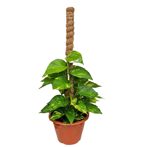 Golden Money Plant with Coco Pole (3ft)