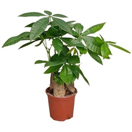Pachira (3 stems)