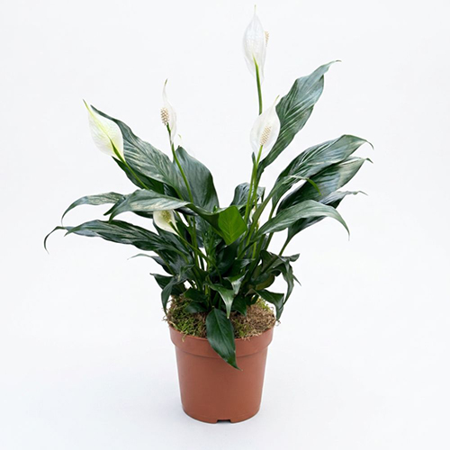Peace Lily