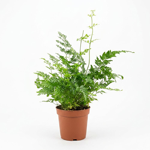 Pteris Fern