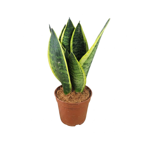 Sansevieria Snake Plant